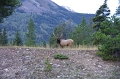 Jasper NP 'Wapiti Icefields Parkway' 21_09_2011 (7)